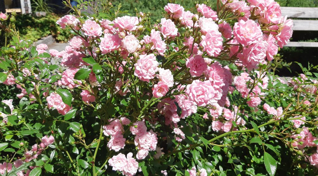Rosene blomstrer i sommerferien
